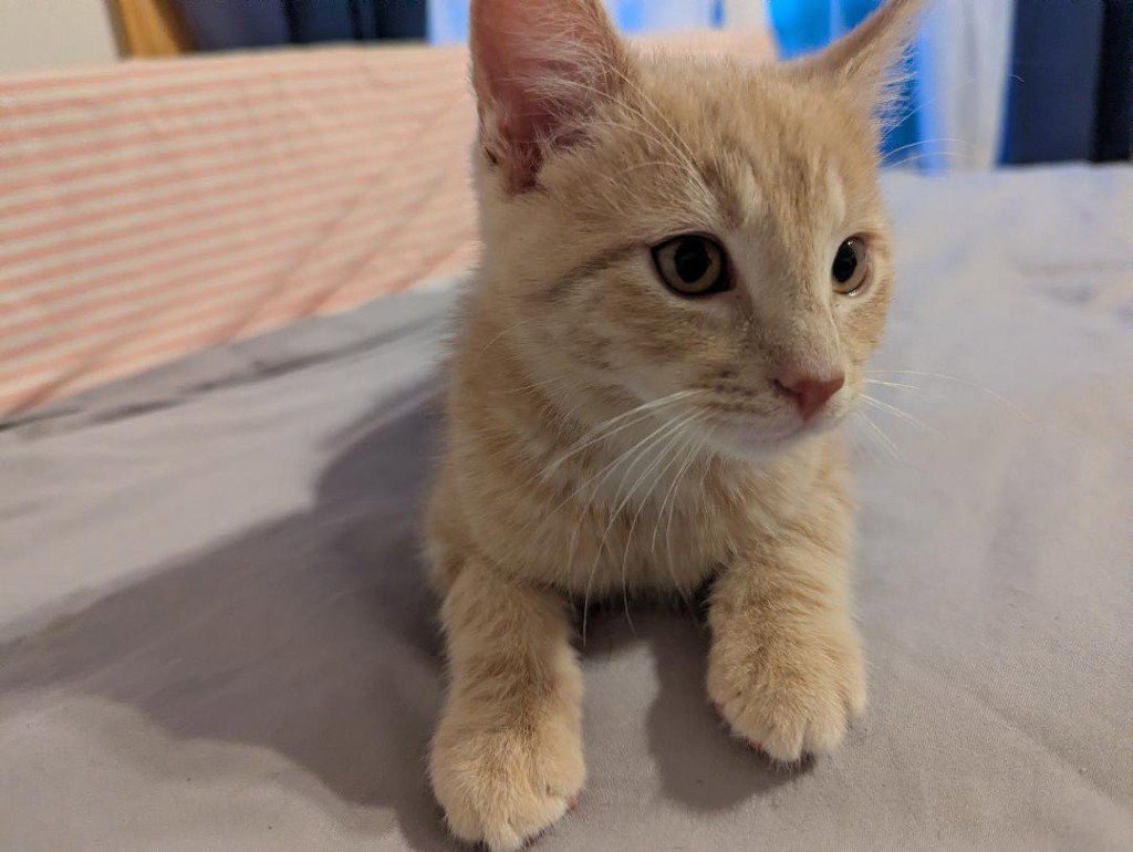 Samba (FIV+)