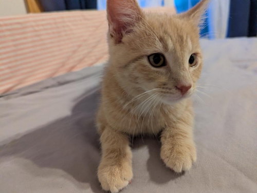Samba (FIV+), an adoptable Domestic Short Hair in St. Paul, MN