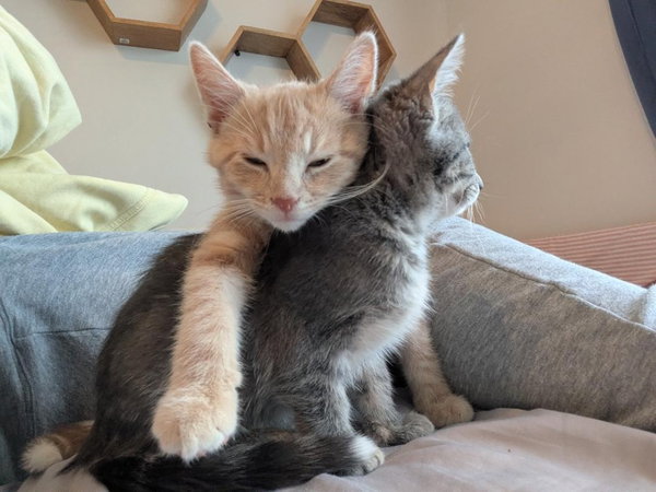 Samba (FIV+)