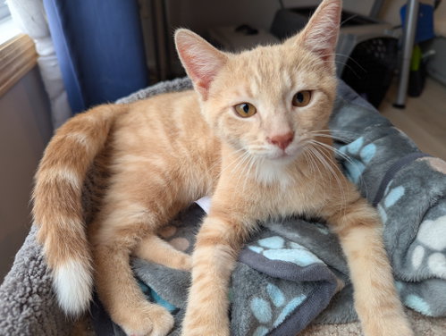 Samba (FIV+), Baby Domestic Short Hair / Mixed, cat for adoption in St. Paul, Minnesota
