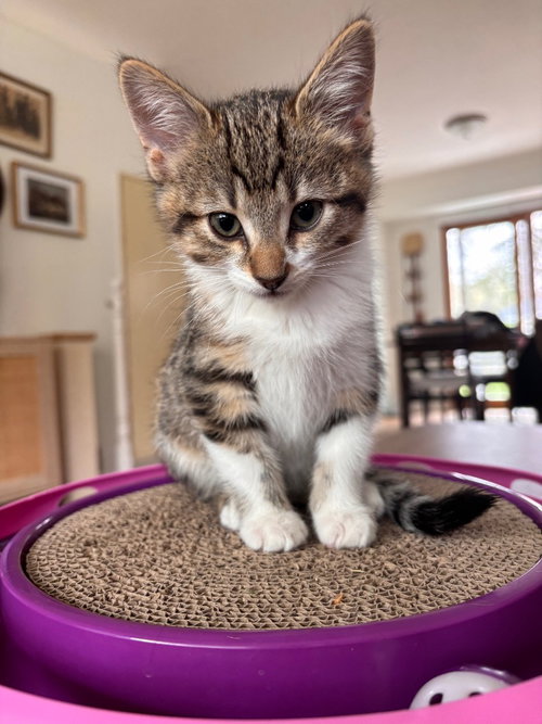 Agulhas / Kuroshio, an adoptable Domestic Short Hair in St. Paul, MN