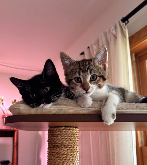 Agulhas / Kuroshio, Baby Domestic Short Hair / Mixed, cat for adoption in Woodbury, Minnesota