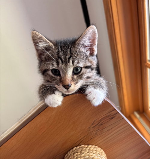 Gyre, an adoptable Domestic Short Hair in St. Paul, MN