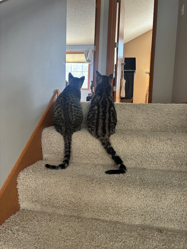 Peanut / Ollie, photo 2
