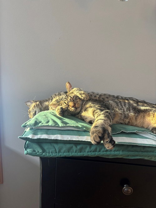 Photo 3 of Peanut / Ollie
