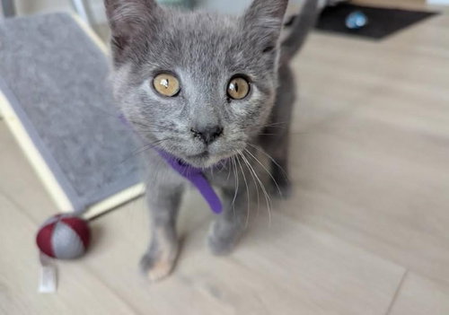 Flamenco (FIV+)