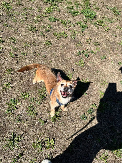 Cooper