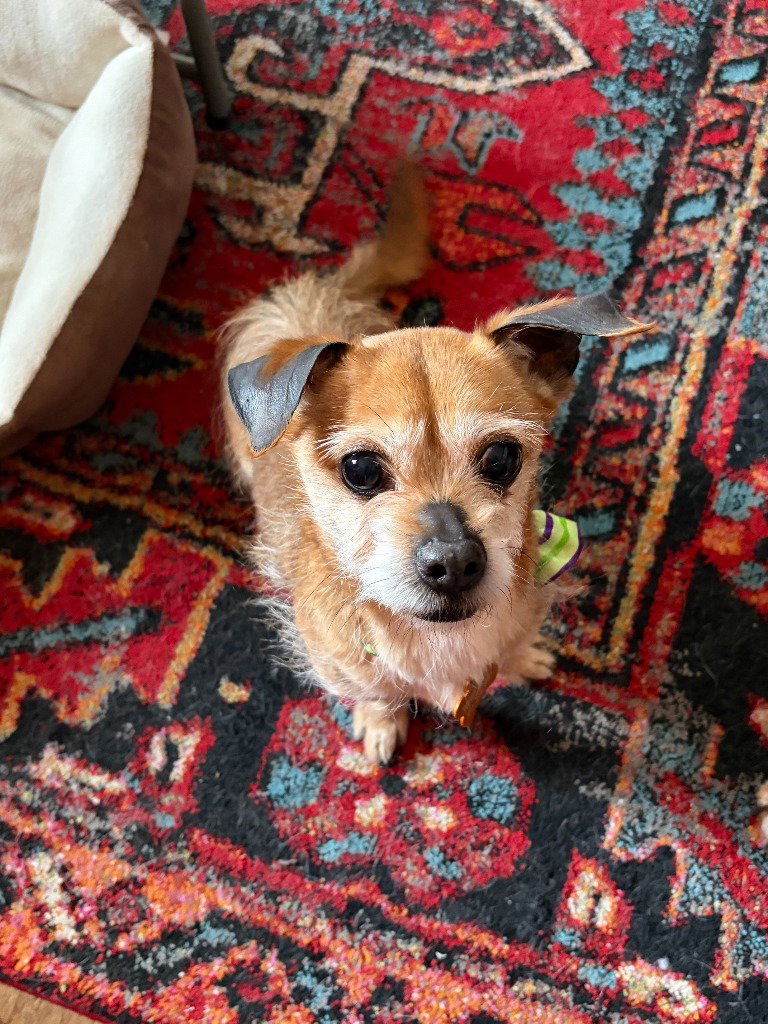 Cooper