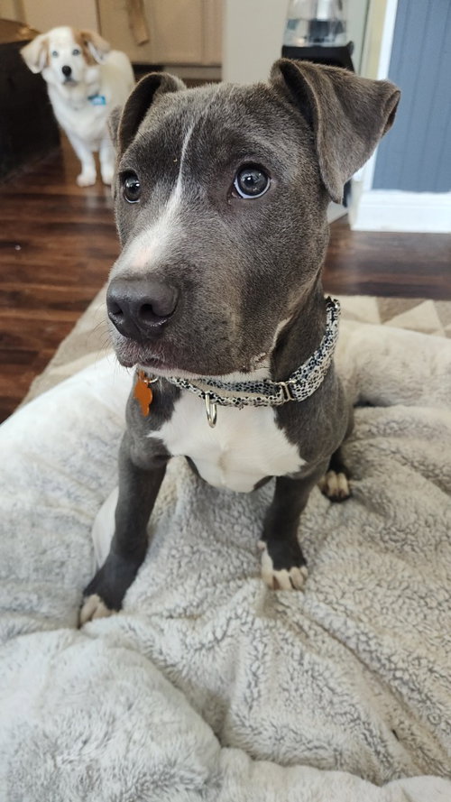Rolie Polie Olie, an adoptable Pit Bull Terrier in St. Paul, MN