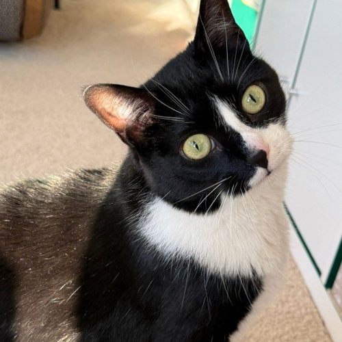 Mittens, an adoptable Domestic Short Hair in St. Paul, MN