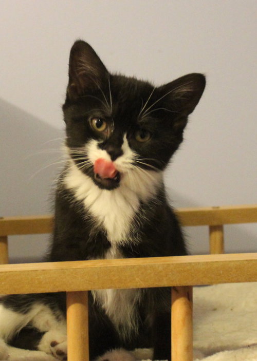 Pansy - Pending Adoption