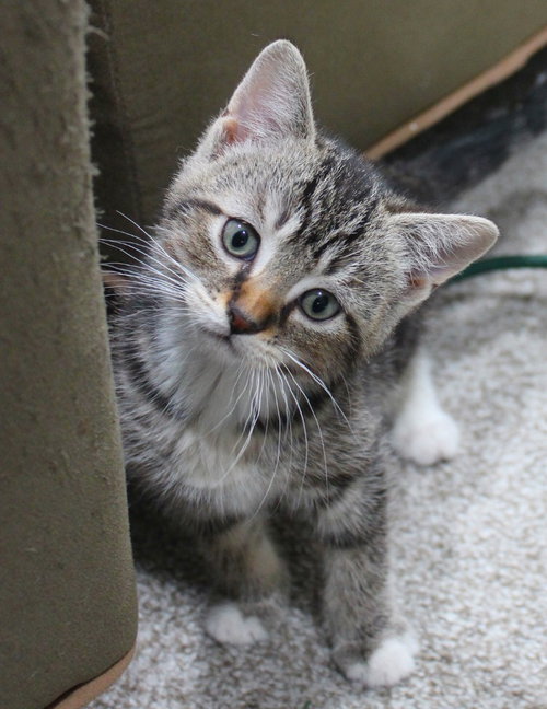 Sunny - Pending Adoption