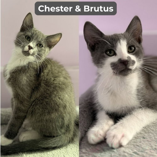 Chester / Brutus