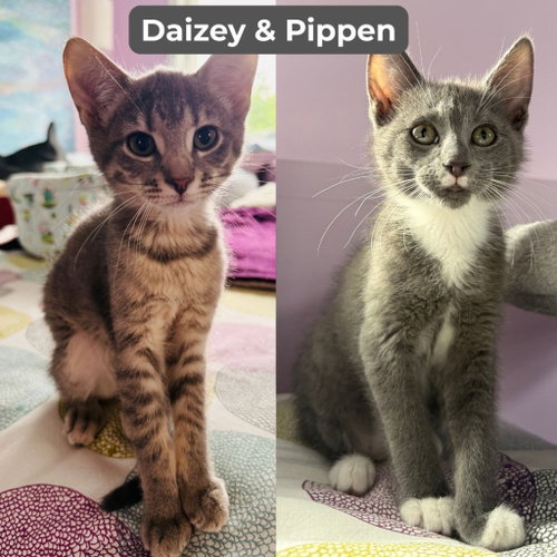 Daizey / Pippen, an adoptable Domestic Short Hair in St. Paul, MN