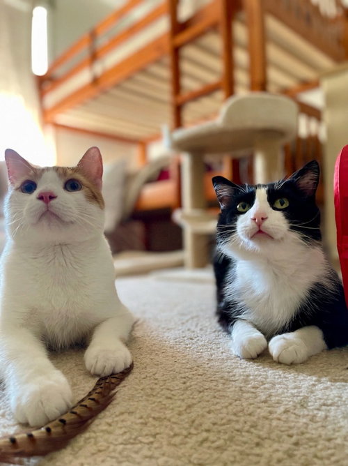Gus / Clark Kent, an adoptable Domestic Short Hair in St. Paul, MN