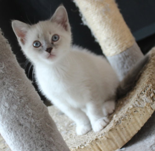Bunny-Pending Adoption