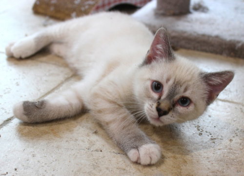 Poppy-Pending Adoption