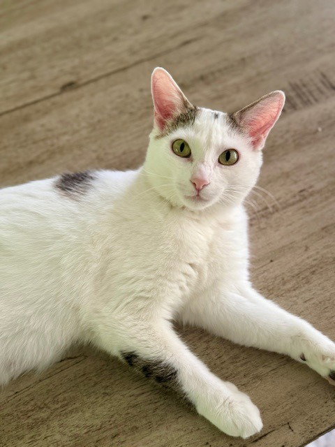 Cleopatra