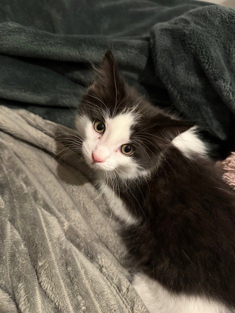 Tut, Baby Domestic Short Hair / Mixed, cat for adoption in Eagan, Minnesota