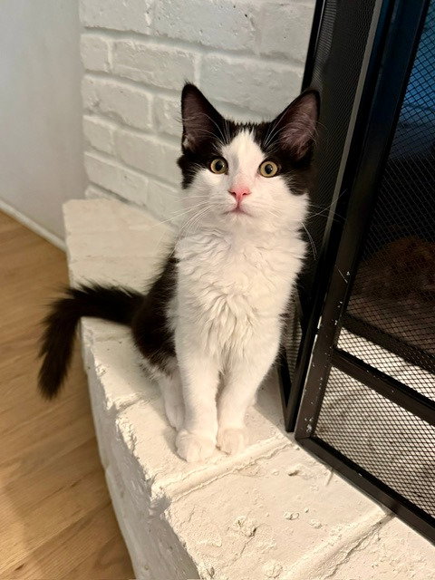 Tut, Baby Domestic Short Hair / Mixed, cat for adoption in Apple Valley, Minnesota