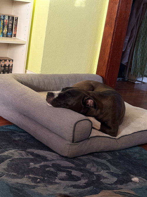 Mookie photo 3