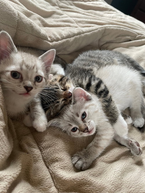 Ava - Pending Adoption / Ivy - Pending Adoption
