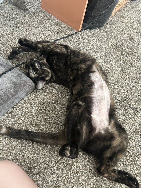 Nola- Pending Adoption