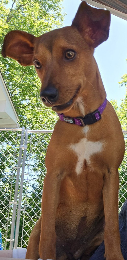 Swirlie
