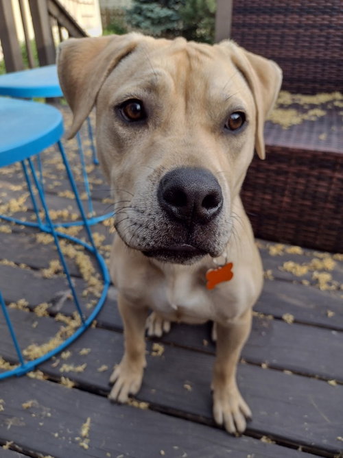 Bubba - Pending Adoption