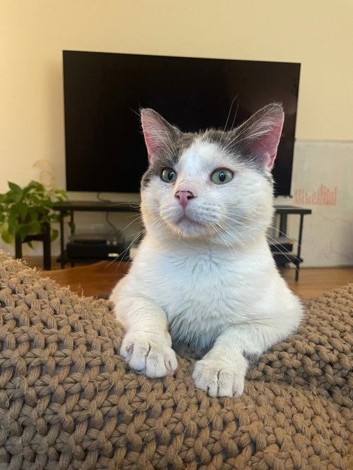 Momo (FIV+)