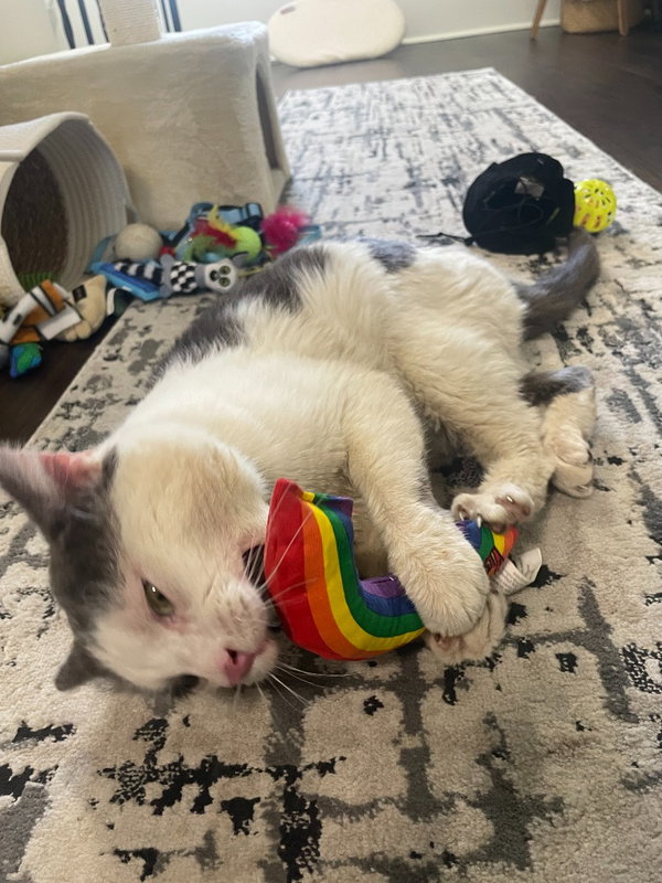 Momo (FIV+)