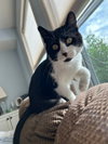 Tibbs (FIV+) - Photo 1