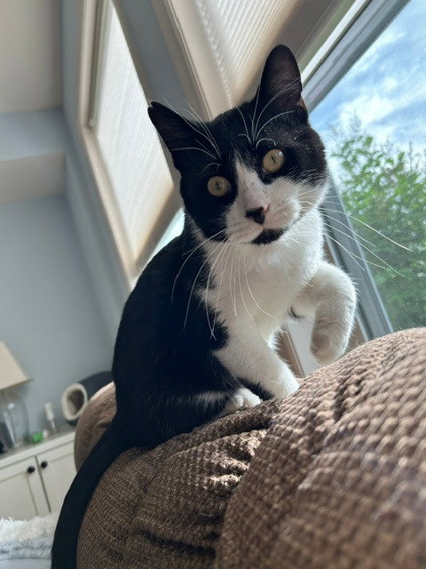 Tibbs (FIV+)