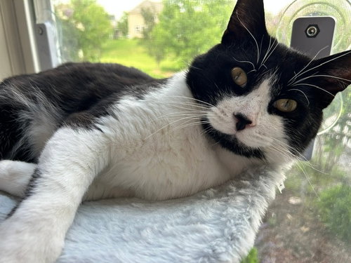 TIBBS (FIV+) - Domestic Medium Hair available for adoption