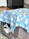 Tibbs (FIV+) - Photo 3