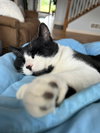 Tibbs (FIV+) - Photo 4