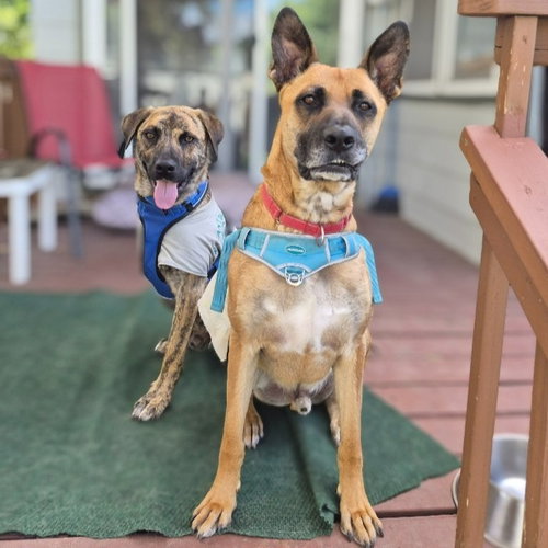 Maxx / Trig (fka Tig), an adoptable German Shepherd Dog in St. Paul, MN