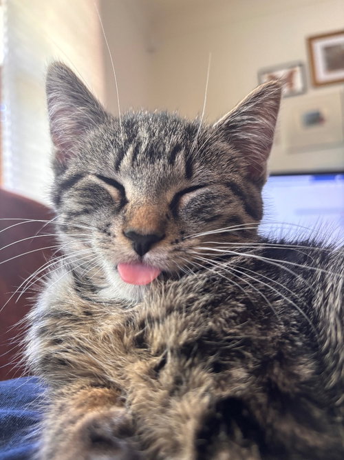 Marigold, Baby Domestic Short Hair / Mixed, cat for adoption in St. Paul, Minnesota