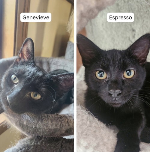 Espresso / Genevieve, a cat for adoption from Pet Haven Inc. of MN