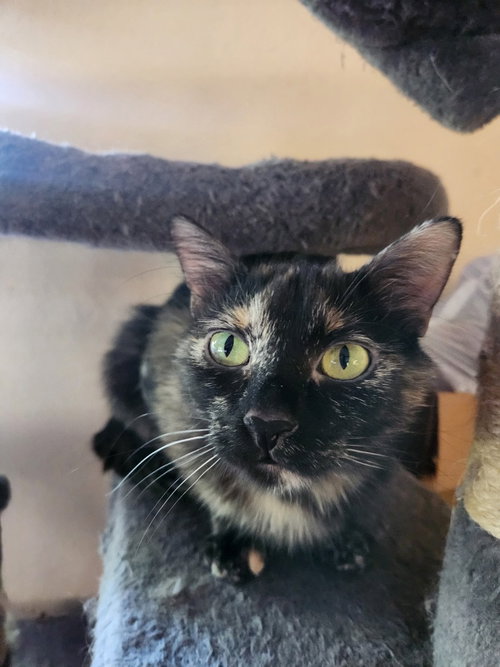 Mocha