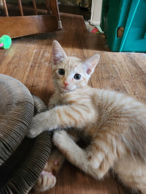 Macchiato