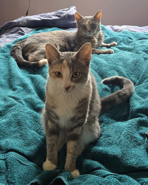 Peaches (FIV+) / Timida