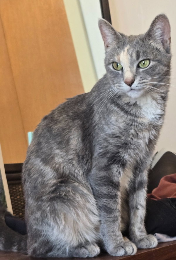 Peaches (FIV+) / Timida