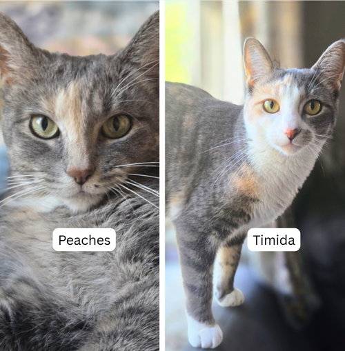 Peaches (FIV+) / Timida, a cat for adoption from Pet Haven Inc. of MN