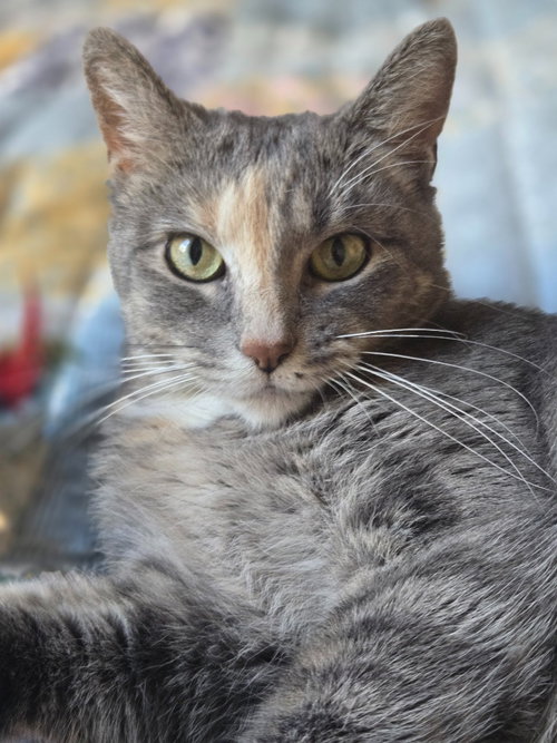 Photo 2 of Peaches (FIV+) / Timida