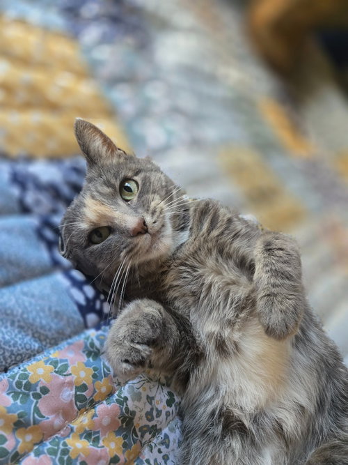 Photo 3 of Peaches (FIV+) / Timida