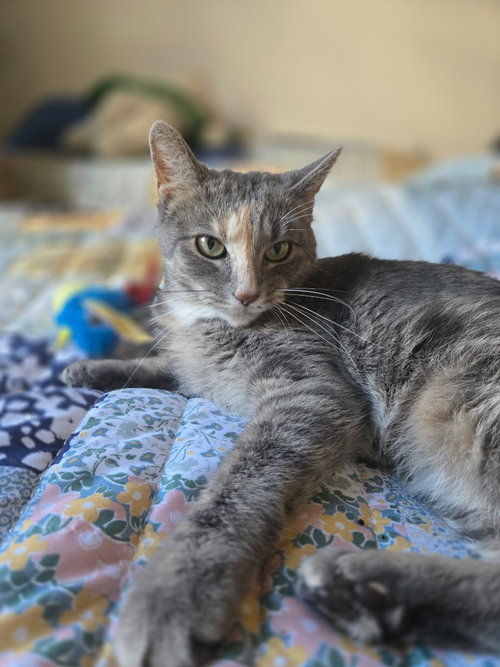 Photo 4 of Peaches (FIV+) / Timida