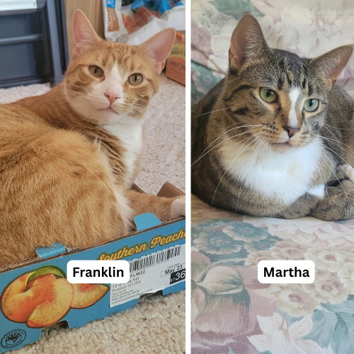 Martha / Franklin, Adult Domestic Short Hair / Mixed, cat for adoption in St. Paul, Minnesota