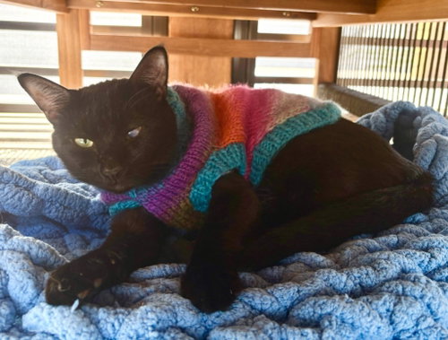 Billy Bell, Young Domestic Short Hair / Mixed, cat for adoption in St. Paul, Minnesota