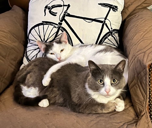 Hershey / Marshmallow photo 2